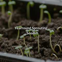 Year-Round Sprouting Seeds
