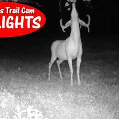 Buck ESCAPED Farm Machinery, Deer Watch Fox, Scrape Action: Thursday Trail Cam Highlights 8.24.23