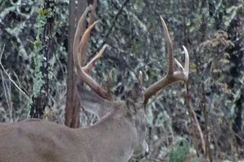 Big Buck Pictures In March