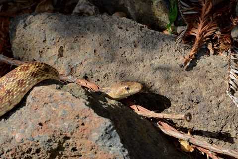 So, Are Gopher Snakes Poisonous?