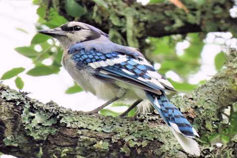 Blue Jays: Are They Dangerous?