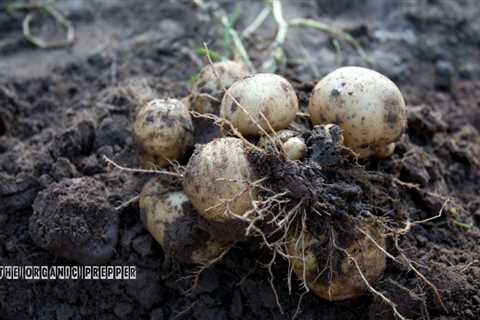 What You Need to Know About Growing Potatoes