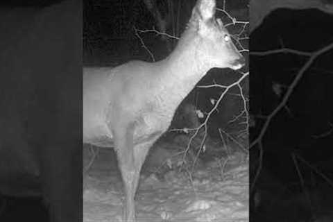 WILD Deer Spotted on Trail Camera!