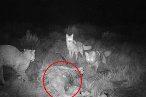 Shocking Trail Cam Footage That Broke The Internet