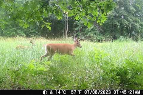 Michigan Trail Cameras: June 20, 2023 - July 29, 2023 (Camera 3)