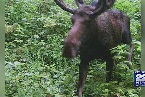 PHOTOS: Moose spotted on trail cam in Hampshire County