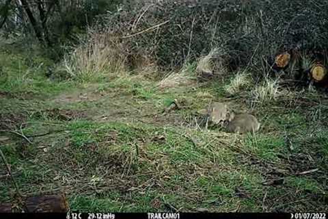 Trail Cam V4 August 2023