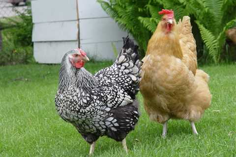 Can Chickens Eat Grass Clippings? Is it Safe?