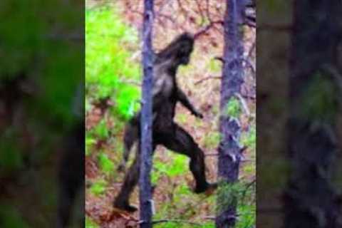 BIGFOOT BEST TRAILCAM  FOOTAGE EVER