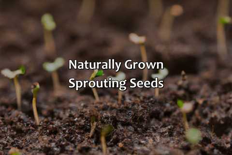 Naturally Grown Sprouting Seeds