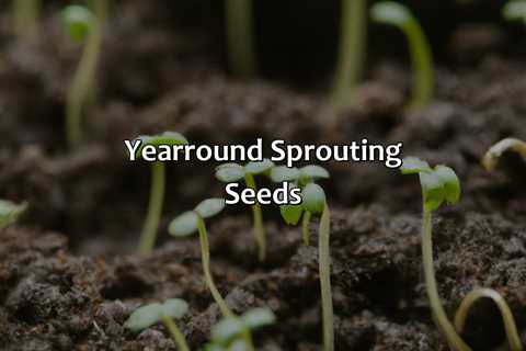 Year-Round Sprouting Seeds