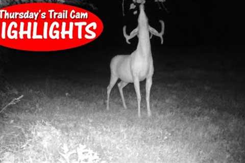 Buck ESCAPED Farm Machinery, Deer Watch Fox, Scrape Action: Thursday Trail Cam Highlights 8.24.23