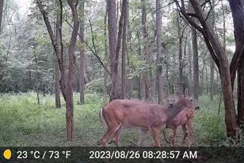 East Trail Camera 2023 0827