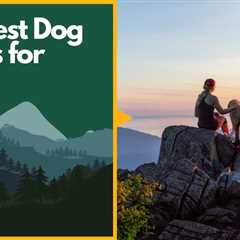 Exploring Trails: The 5 Best Dog Leashes for Hiking
