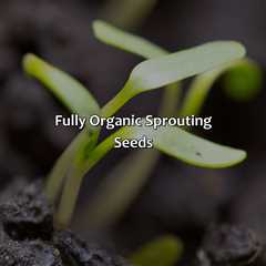 Fully Organic Sprouting Seeds