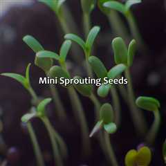 Mini Sprouting Seeds