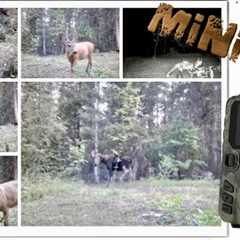 MiNi301 Trail Camera Review: 2023 Best Budget Option 💯