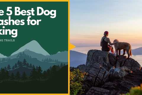 Exploring Trails: The 5 Best Dog Leashes for Hiking