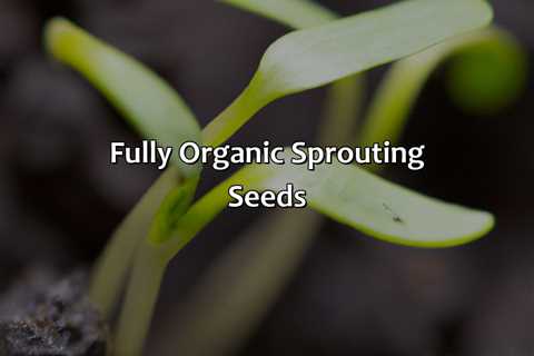 Fully Organic Sprouting Seeds