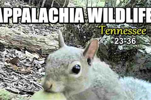 Appalachia Wildlife Video 23-36 from Trail Cameras in the Foothills of the Great Smoky Mountains