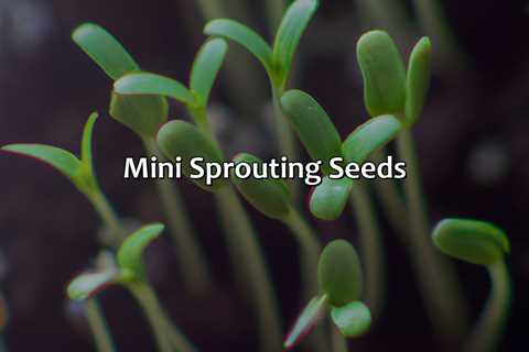 Mini Sprouting Seeds