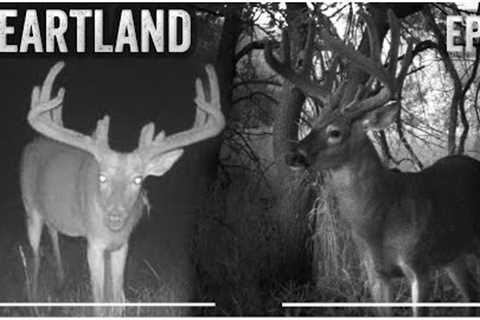 Giant Iowa Bucks On Trail Camera, Setting The Stage For Hunting Season | Midwest Whitetail