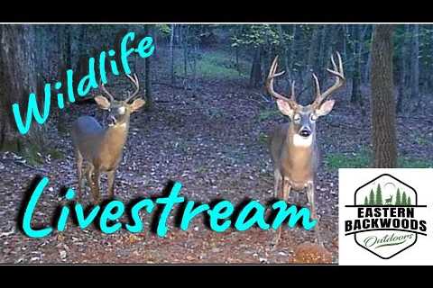 Live DEER and Wildlife In The Backwoods