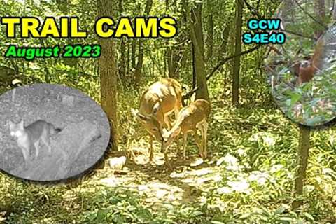 Trail Cams August 2023 S4E40 #nature #wildlife #trailcam