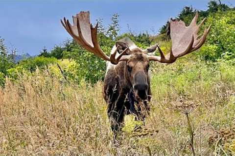 HUGE Bull Moose and another Phone Video