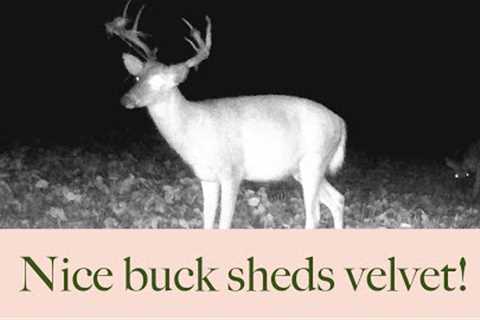 Trail cam footage set to relaxing music | Buck sheds his velvet on camera!