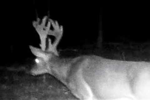 2023 trail camera footage