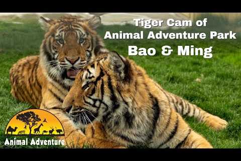 Tiger Cam of Animal Adventure: Bao & Ming