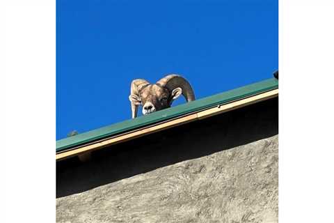 Did Santa Come Early? Nope, It’s a Bighorn Sheep on That Rooftop