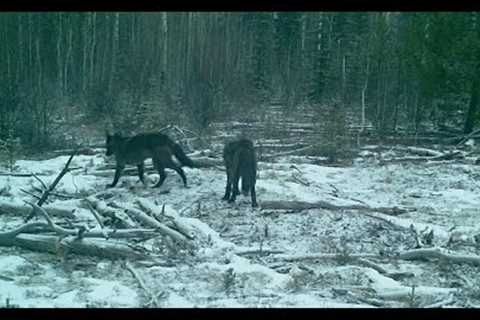 Trail Camera Video – Dec 23, 2023