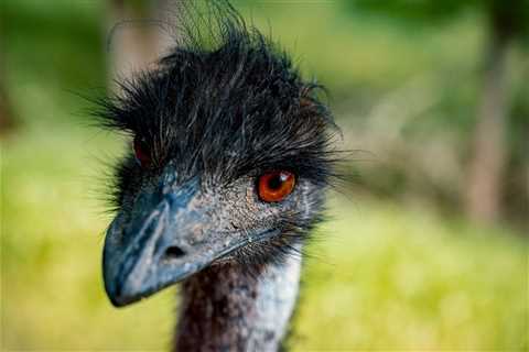 WATCH: Emu’s Great Escape in Alabama (She’s Back Home Now)