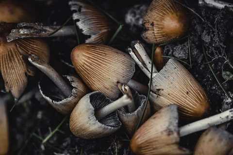 Why Forage Wild Mushrooms for Your Food Supply?