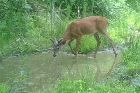 SUMMERTIME IN THE DEER WOODS