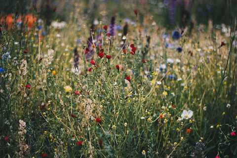 What Wild Plants Can Sustain You in Emergencies?