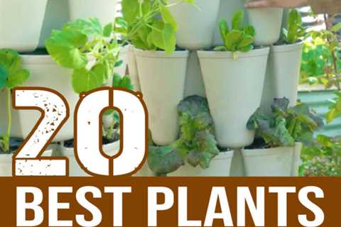 20 Best Plants For Your Vertical Garden