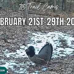 February 21st-29th 2024 Tomahawk Wisconsin Trail Camera Highlights