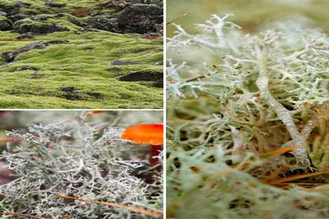 What Eats Lichen? These 18 Species Will