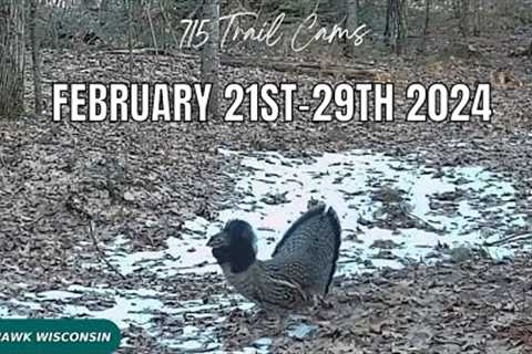 February 21st-29th 2024 Tomahawk Wisconsin Trail Camera Highlights