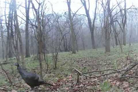 Trail Camera # 10 Footage 2/16/2024 to 3/7/2024