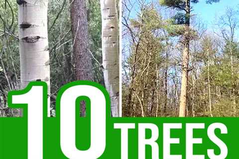 10 Trees Every Survivalist Should Know