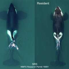 Have Scientists Discovered a New Orca Species?