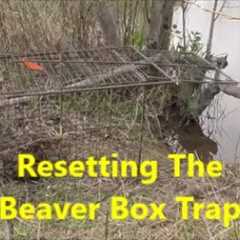 Resetting the Beaver Box Trap ~ What Was On the Trail Camera???