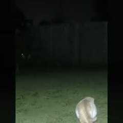 Trail Camera Raccoon Scares Cat GP