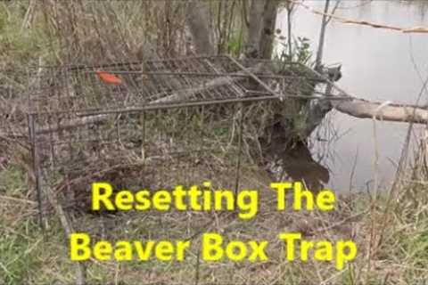 Resetting the Beaver Box Trap ~ What Was On the Trail Camera???