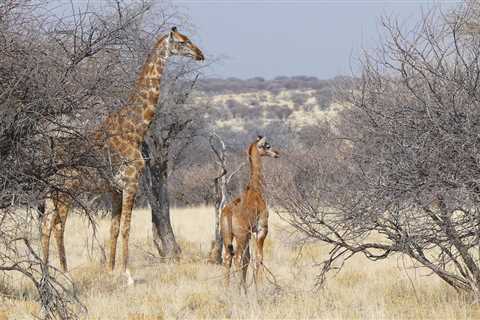 A Spotless Giraffe? They’re Rare, But They Exist