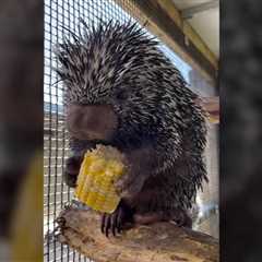 Have You Ever Seen a Porcupine Eating Corn on the Cob?